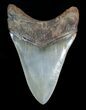 Glossy Inch St Mary's River Megalodon Tooth #4164-2